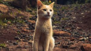 Indoor Cats vs Outdoor Cats: What’s Perfect for Your Home?